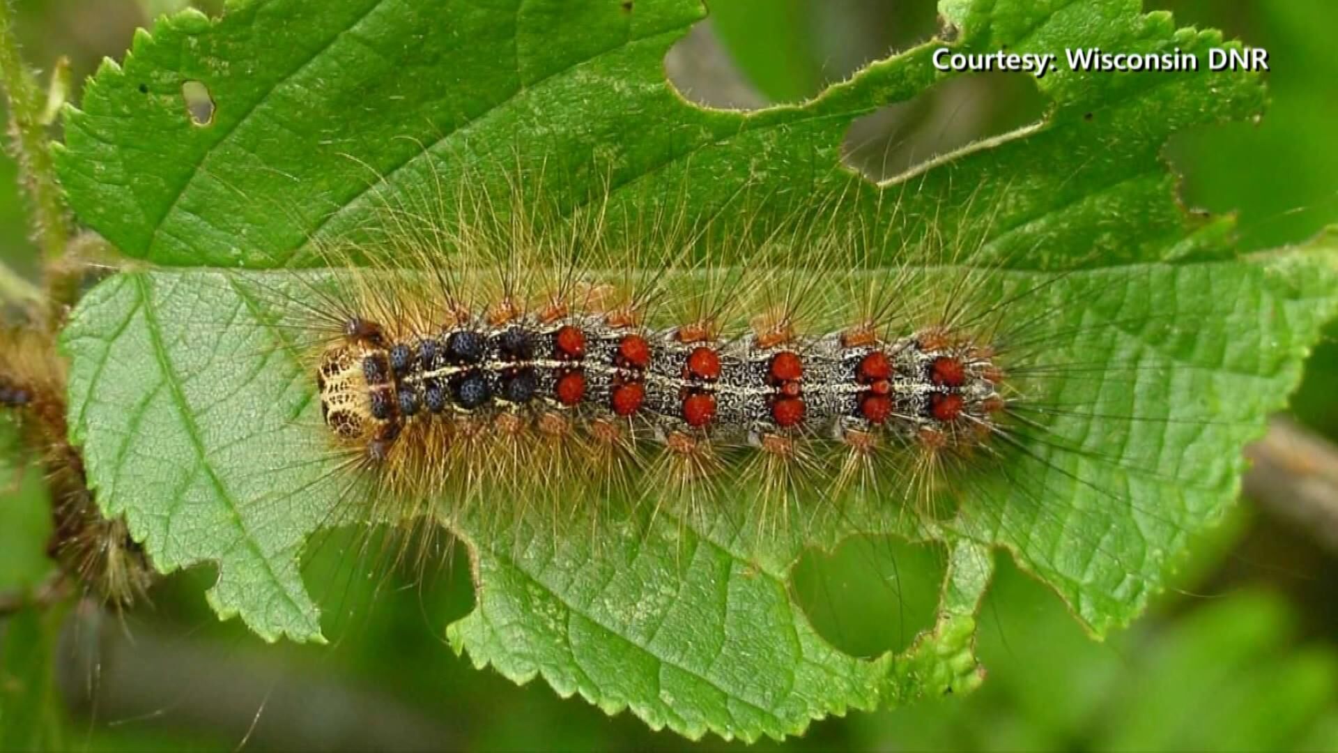 spongy moth